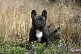 BOULEDOGUE FRANCAIS 018